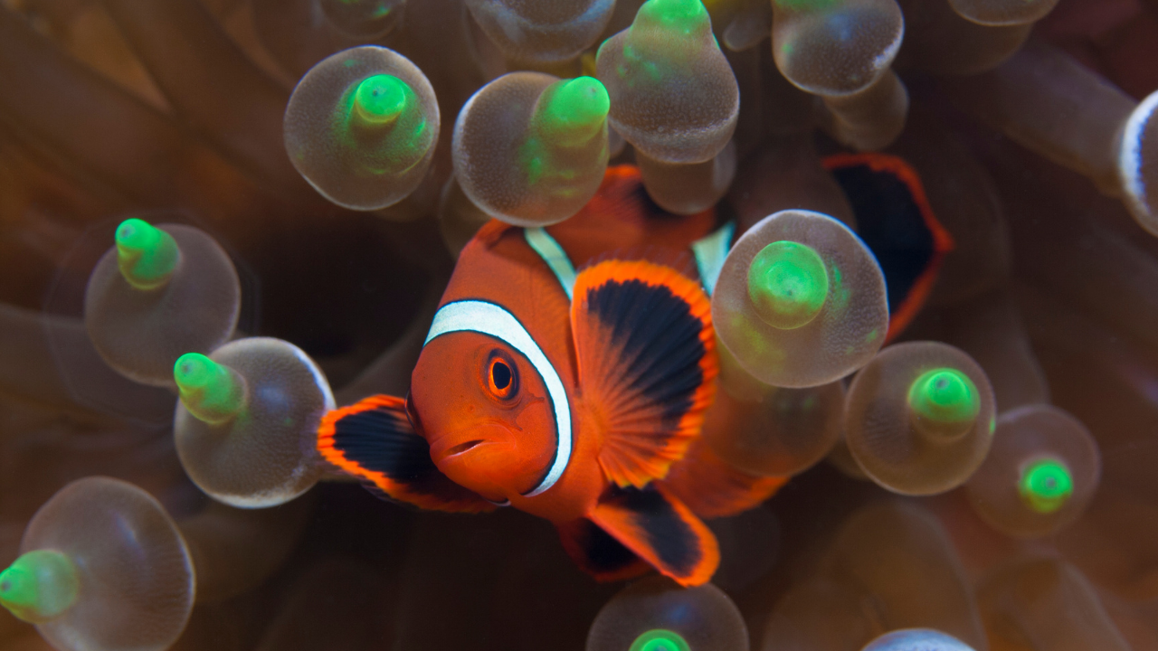 Pez Nemo - Especie Fascinante