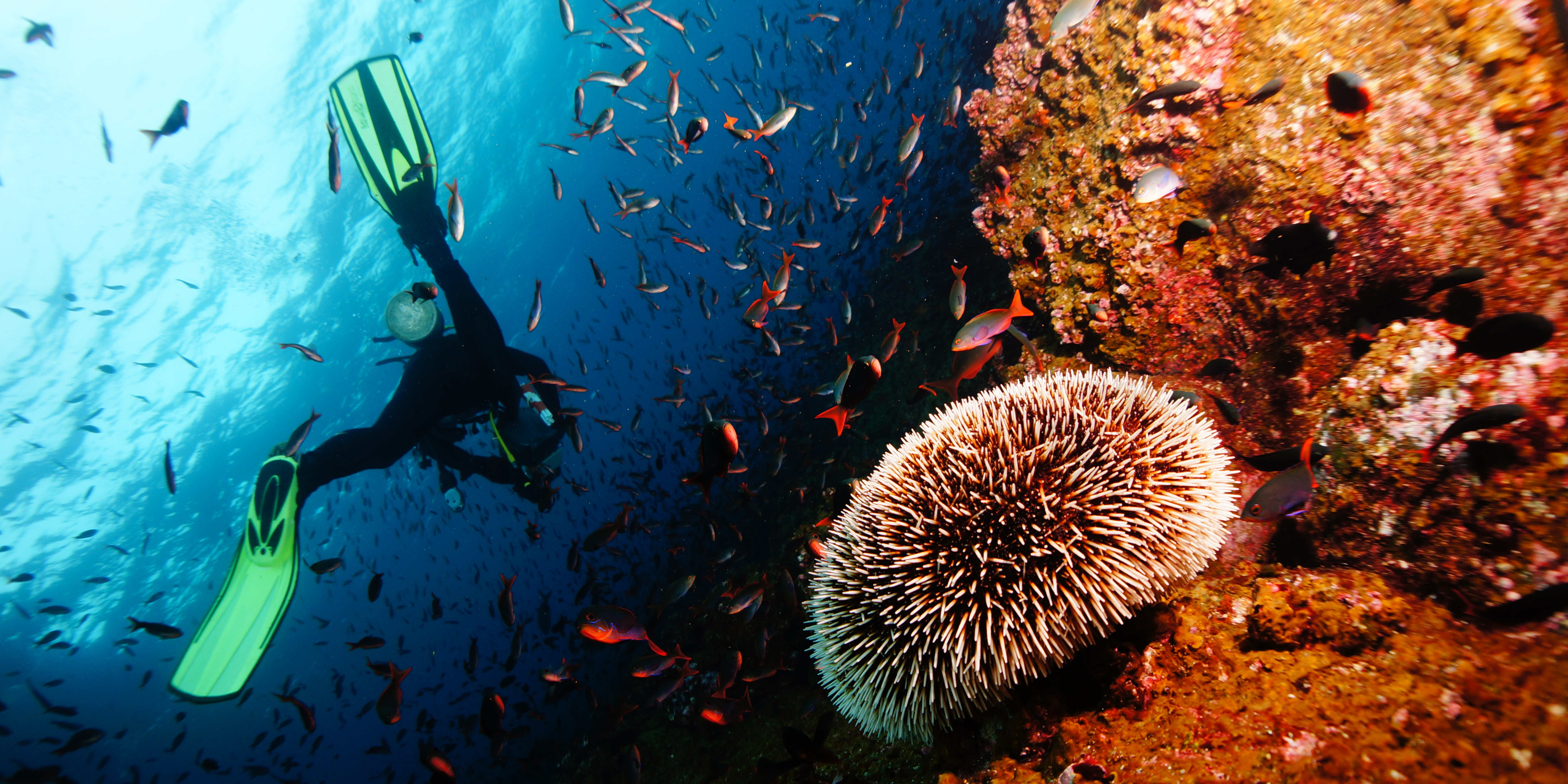 ¿Cómo ser un Buceador Responsable?