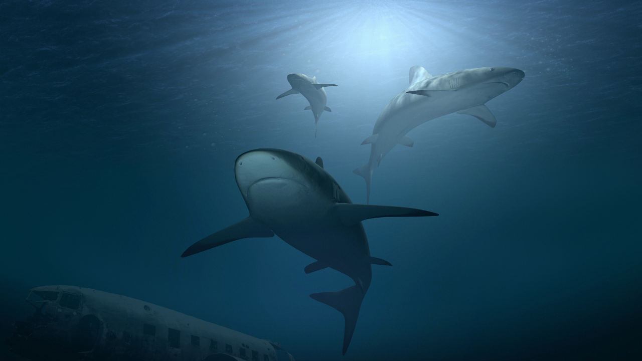 Tiburón: Anatomía De Un Depredador
