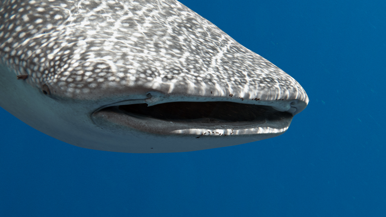 Tiburon ballena en peligro de extincion.