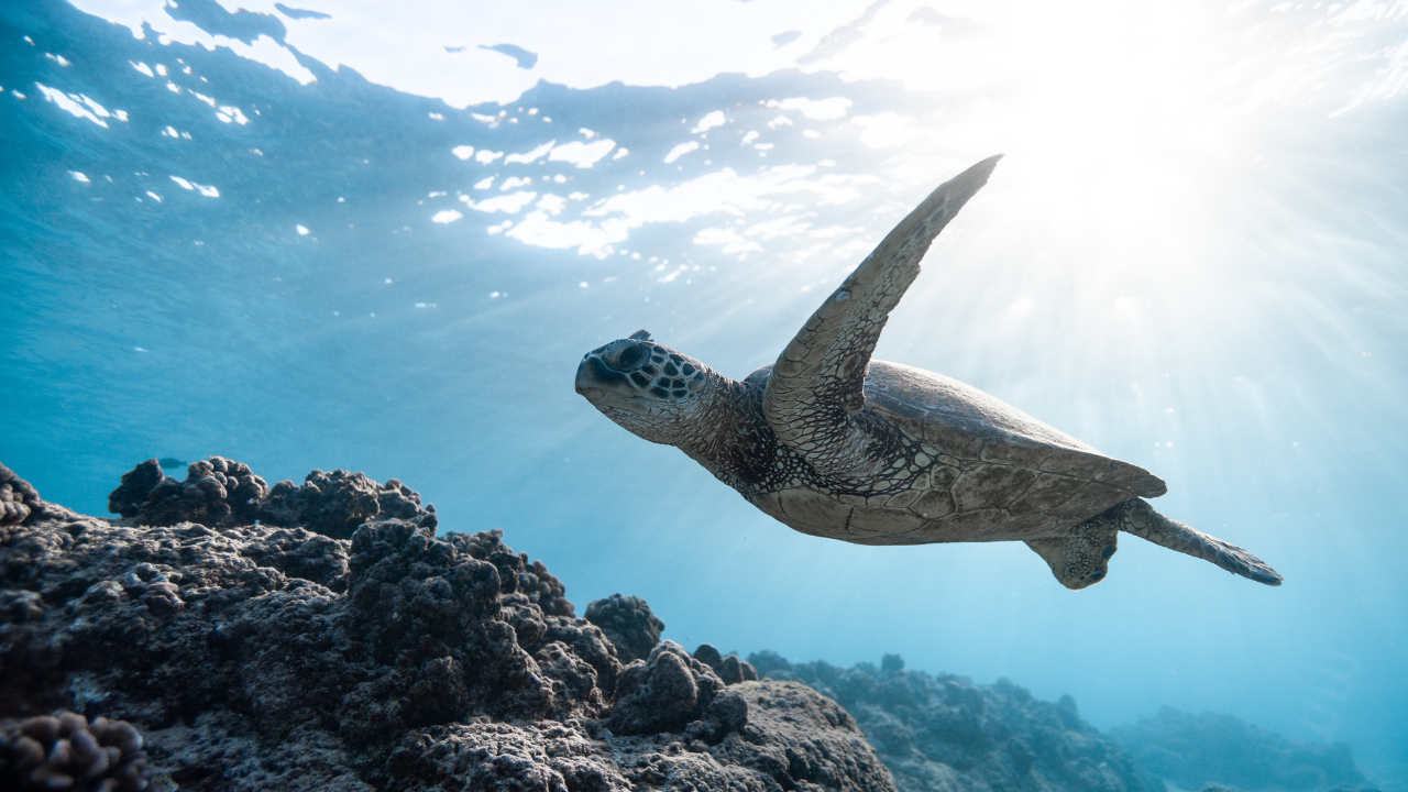 Explora el Mundo de las Tortugas Marinas