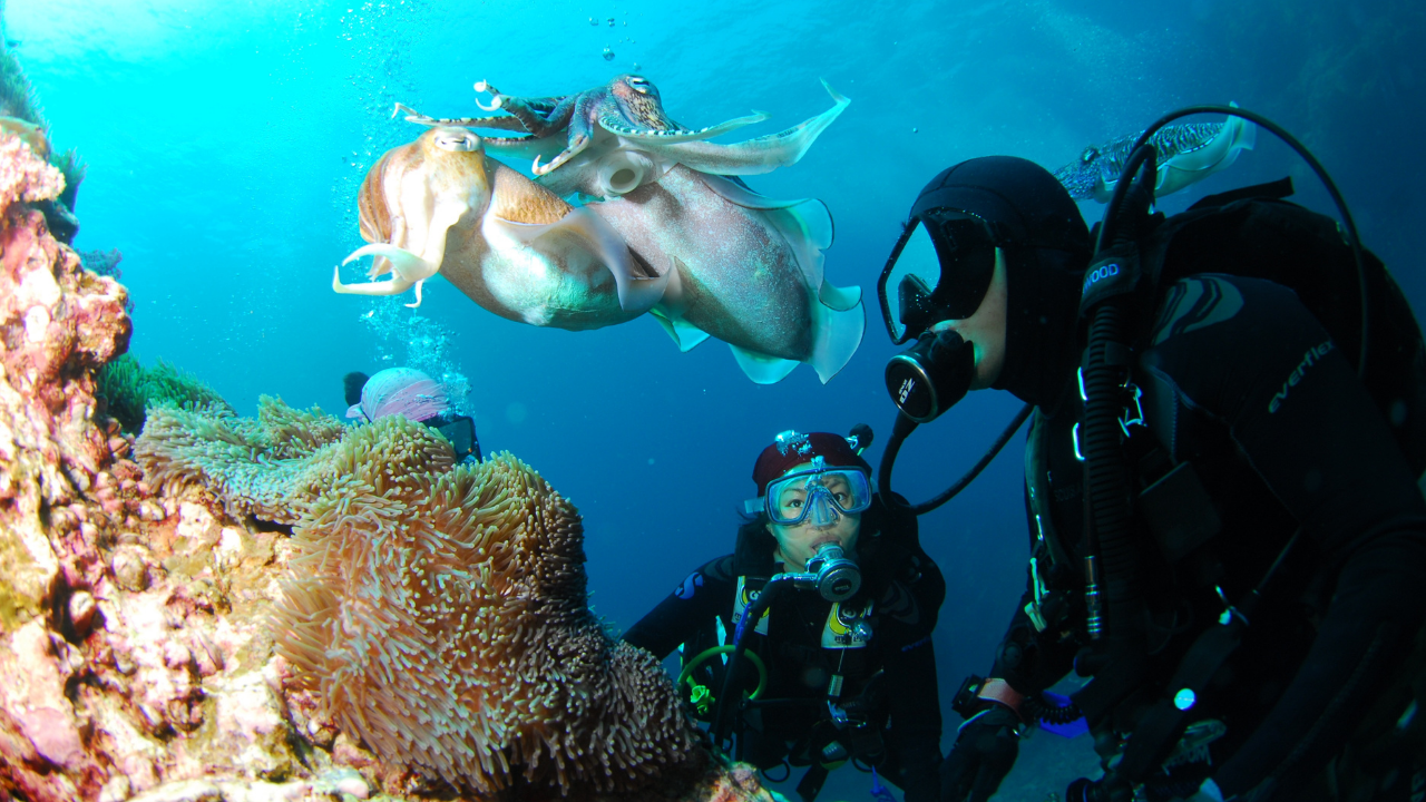 Cuento de Buceo para Navidad: Underwater World - Descubre Submarinismo