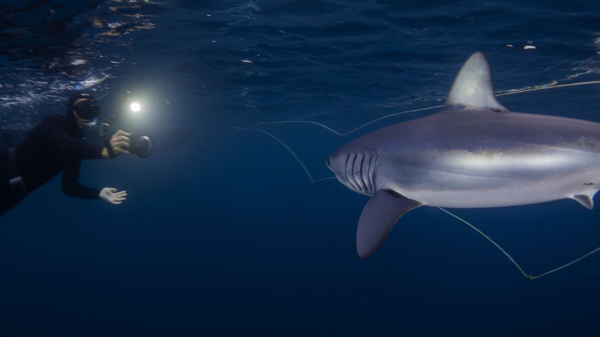 MAKO PAKO - BASQUE SHARK DIVING