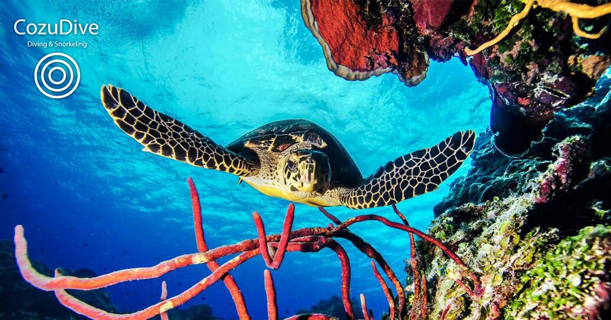 COZUDIVE DIVING & SNORKELING