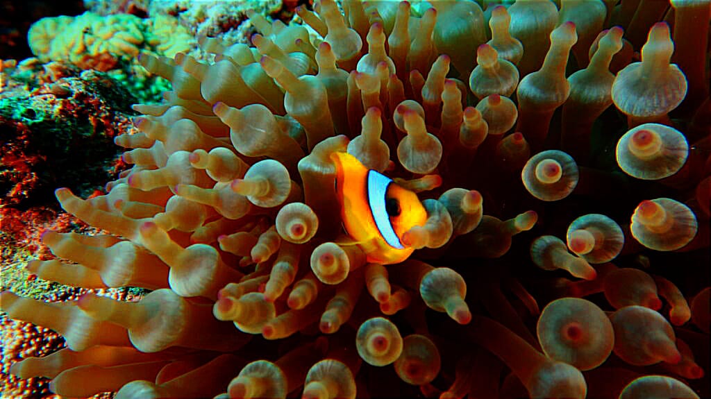 Escola de Mergulho CCD Porto