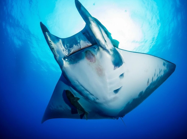 Pico Island Adventures