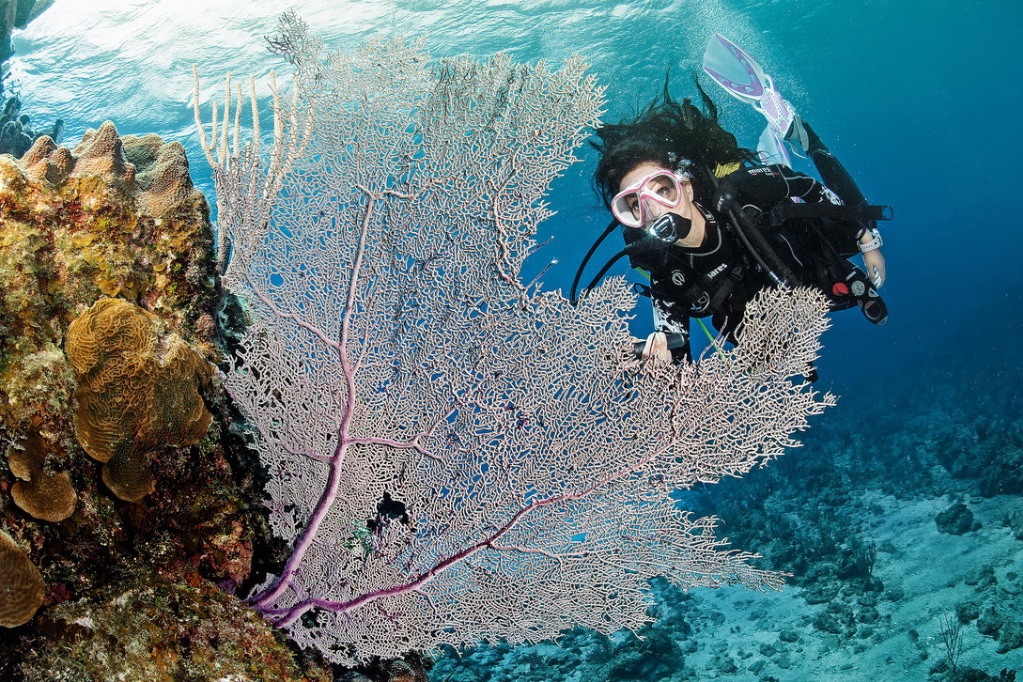 DIVERTYSUB, ESCUELA DE BUCEO